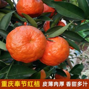 重庆奉节红桔万州大红袍桔子陈皮新鲜水果四川红橘非砂糖桔农产品