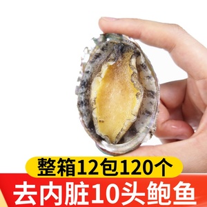 新鲜鲍鱼冷冻活冻去内脏超大海鲜水产生特大小鲍鱼捞汁饭批发商用