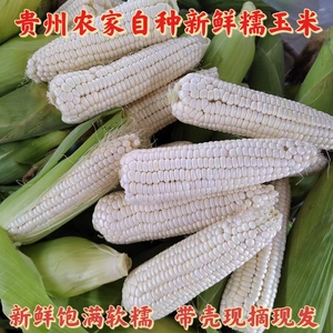 贵州农家自种白糯玉米当季新鲜玉米棒子嫩甜玉米现摘现发    包邮