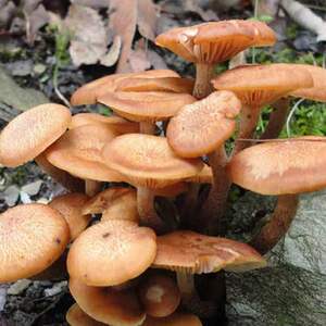 四川特产野生青杠菌深山青冈菌非茶树菇 食用菌菇鸡丝菌干货250g