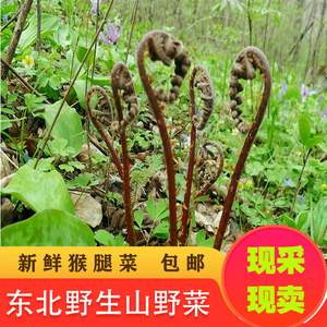 东北新鲜山野菜猴腿菜蕨菜野生紫色绿色蕨薇菜保鲜农产品现挖现卖