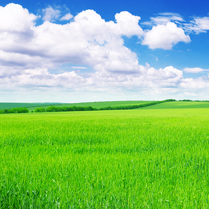 大自然蒙古大草原风景画自然风景海报制作客厅背景墙装饰贴画5227