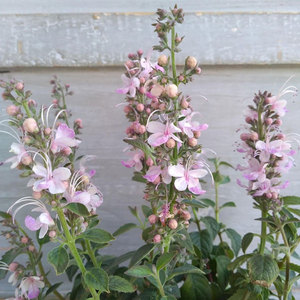 香草屋 粉蝴蝶 乌干达桢桐 多年生耐热庭院常绿开花灌木植物盆栽