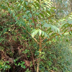 野生楤木种子千枚针刺葱木百鸟不宿雀不站鸟不落忽木鹰不泊中草药