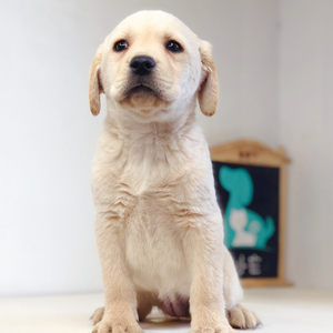 宠小它奶油色拉布拉多犬宠物狗幼犬活体家养狗崽公狗狗幼崽小狗狗