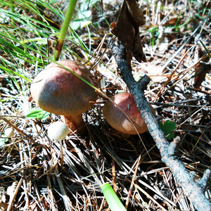 野生 东北 黑龙江 绥阳 松伞 松伞蘑 红蘑 红菇 松树伞 250g