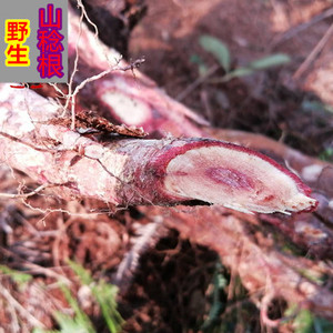 山捻子根