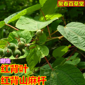 新鲜红背山麻杆红帽顶树红背娘红背叶枝叶500克顺丰