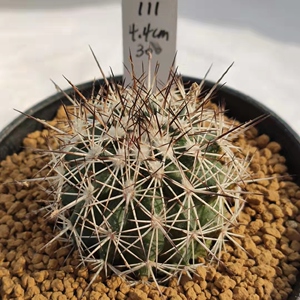 红梅殿 gymnocactus horripilus 娇丽属 实生仙人球 一物一拍