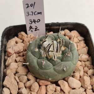 冬云 turbinicarpus jauernigii  娇丽玉属 独家籽播实生 仙人球