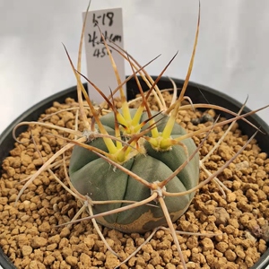 00招财进兜兜1004淘宝四海园艺光琳玉仙人球强刺长刺裸萼属多肉植物