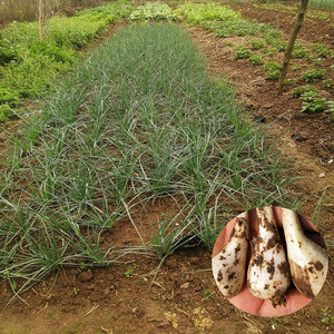 98文文文百货店1淘宝四川大荞头新鲜现挖无叶藠头5斤农家自种茭头