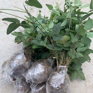 tb6837360330淘宝八月瓜苗盆栽地栽紫色八月炸 香蜜瓜果苗当年结果