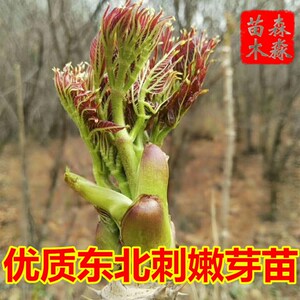 刺嫩芽树苗东北刺老芽苗刺龙牙苗刺老苞苗树头菜苗刺龙苞