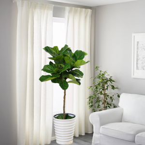 琴叶榕盆栽又名橡皮树客厅阳台绿化植物净化空气会所摆放网红