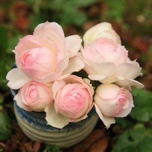 斯蒂芬妮古城堡月季