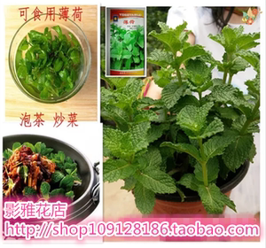 薄荷博荷和苗盆栽种子簿荷鱼香炒菜薄荷叶可食用包邮带原土发货