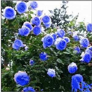 【蓝色风暴】多花蔷薇花苗爬藤攀援 藤本月季玫瑰苗 地栽盆栽植物