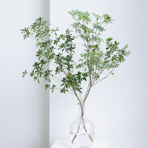 马醉木水培植物鲜切枝条树枝室内绿植日本吊钟树苗水养盆栽活树