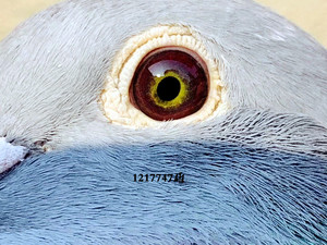 活体宠物鸟活体种鸽赛鸽杨阿腾种鸽活体鸟宠物纯血杨阿腾s级幼鸽