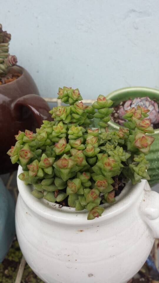 纯手工锻造四钩水草锚 水草耙子 小船锚 小铁锚 破冰锚 钓鱼用品