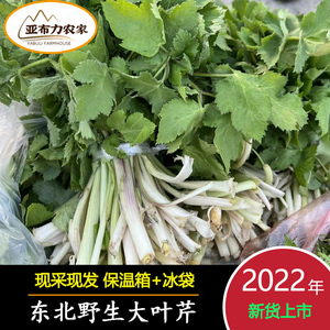 东北野生大叶芹老山芹山芹菜黑瞎芹山野菜新鲜现采现发包邮500克