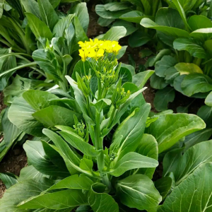多子多福脆嫩菜心种子四季播甜连州菜心清甜多芽菜苔种子蔬菜种子