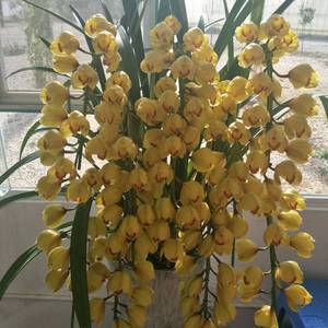 金光大花蕙兰带花苞原盆原土