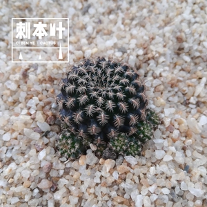 特价黑寡妇 沟宝山属收集开花自根仙人球多肉植物盆栽刺本叶花卉