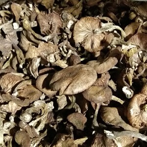 东北食用菌吉林蘑菇干货长白山小鸡炖干榛蘑土特产包邮野生黑龙江