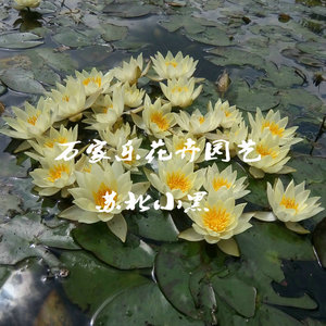 苏北小黑微型睡莲海尔芙拉小海睡莲种茎