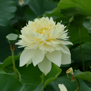 【友谊牡丹莲】碗莲乌托邦-大巨型 庭院盆栽池栽水生观赏荷花种藕