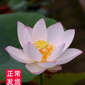 【洛神女】碗莲乌托邦-中小型/可微型盆栽水培阳台观赏小荷花种藕