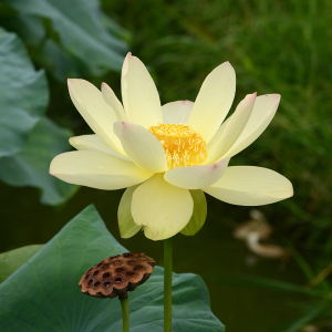 【江南春/艾江南】碗莲乌托邦大中型盆栽池栽水生观赏荷花种藕cqu