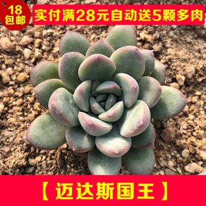 多肉植物迈达斯国王