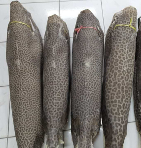 虎纹本色珍珠鱼皮料 魔鬼鱼皮 diy手工皮料 刀剑鞘手柄 整条干皮