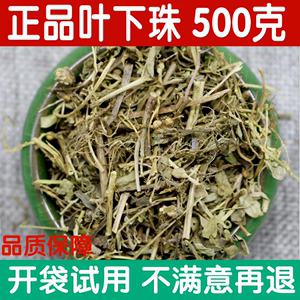 中药材正品叶下珠 野生 珍珠草 叶下珠茶新鲜干货鱼鳞