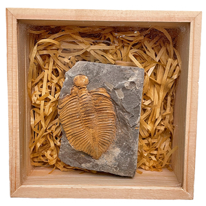 三叶虫化石工艺品