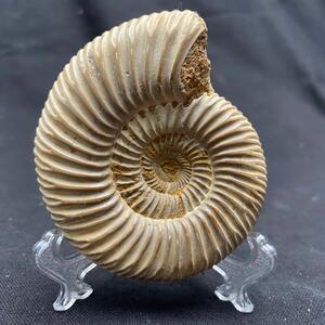 天然巴普洛夫菊石 古生物化石 菊石化石 化石摆件科普 送礼收藏