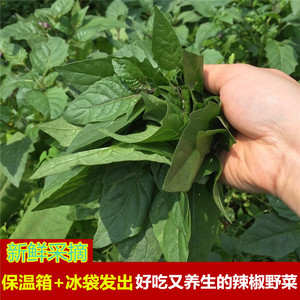 广西桂林辣椒菜 清热的新鲜现摘野菜白花菜非枸杞菜野生满2斤包邮