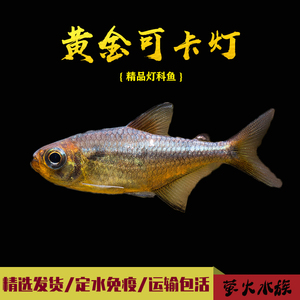 观赏鱼活体鱼黄金可卡灯鱼南美进口f1黄金白金可卡霓虹帝王灯珍惜