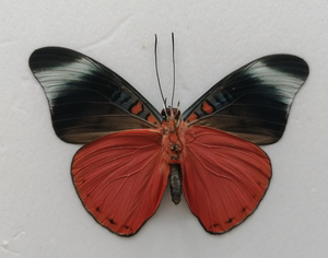 矩蛱蝶panacea prola原蝶未展翅真蝴蝶标本