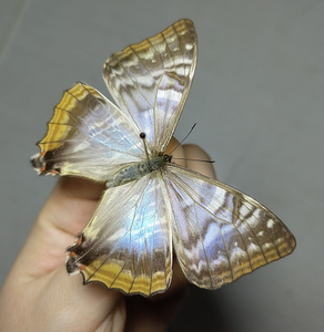 夜明珠闪蝶morpho sulkowski 未展翅原蝶标本真蝴蝶