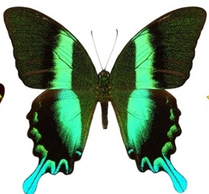 爱神凤蝶papilio blumei 蝴蝶标本真蝴蝶标本凤蝶标本进口蝴蝶