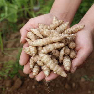 新鲜螺丝菜宝塔菜地环地蚕玉珠地葫芦甘露泡咸菜地牯牛螺丝5斤包