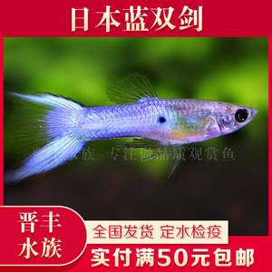 日本兰双剑活体蓝双剑孔雀鱼观赏鱼热带鱼凤尾鱼小型群游草缸鱼
