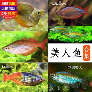 鸽子美人 红苹果美人石美人 刚果美人鱼活体小型热带鱼 包损包邮