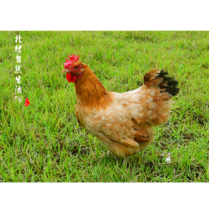 河田羽牌河田鸡 土鸡走地鸡柴鸡 生态山地放养 两年老母鸡