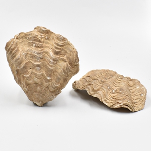 天然扇贝化石双壳动物化石牡蛎化石海扇贝壳化石地质科普教学标本