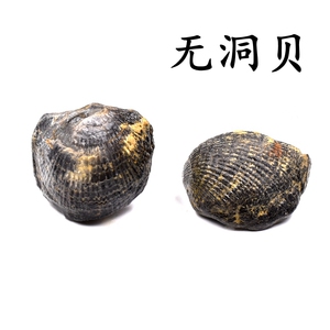 006人付款淘宝天然贝类无洞贝化石古生物海洋化石扇贝